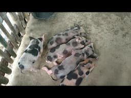 Mao diay problema pod ug mag farming makaguol na experience najud nahu