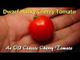 ⟹ Dwarf Husky Cherry Red Tomato | Solanum lycopersicum | Tomato Review