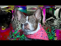 Double Vision System