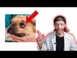 Flat Collars Are Dangerous !!! Veterinarian Explains