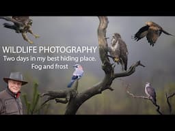 WILDLIFE PHOTOGRAPHY II Two Days in my best Hide: Foggy Day 1 and Frosty Beauty on Day 2