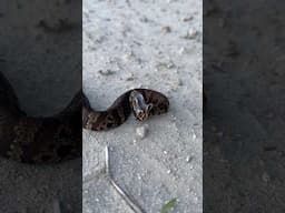 Cottonmouth Trying To BITE?! #cottonmouth #snake #snakes