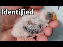 How to Apply Closed Leg Bands to Baby Birds