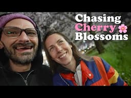 🌸 Chasing Cherry Blossoms in Japan!
