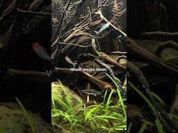 No Filter, No Water Change Dirted Fish Tank Day 526  #aquarium #aquascape #ecosystem