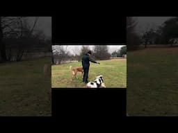 Playing fetch with 2 dogs at the same time