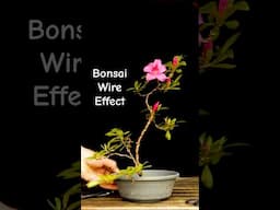 Improve your bonsai with Wire