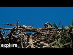 Osprey Nest Branch View powered by EXPLORE.org