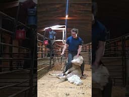 fat sheep #shear #wool #farmlife #farming #ranch #sheep #shearing #trade
