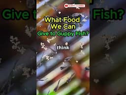 Guppy Fish Care - What Food We Can Give to Guppy Fish? #aquarium #fishkeepinghobby #fishtank