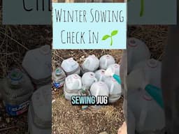 Checking For Sprouts! #gardening #canadiangardening #wintersowing