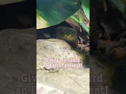 Giving my Lizard an Easter Present!  #reptiles #lizard #bluetonguelizard #fyp