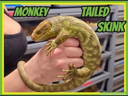 Sad Day For The Monkey Tailed Skink Colony.
