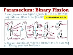 Paramecium: Binary Fission