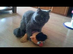 These CATS Are Nuts - Funniest Cats Videos