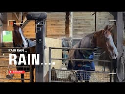 Horses Rainy day routine ..