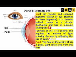 FUNCTIONS OF PARTS OF HUMAN EYE