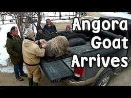 Angora Goat Arrives on the Farm, & Teddy Bear Crafting