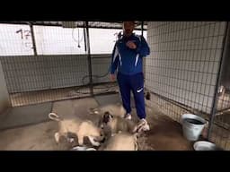 The Truth About Puppy Nutrition: What You’re Doing Wrong