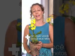 Consegue fazer a orquídea florir de novo?