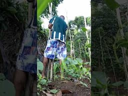 local way to support an upcoming growing yam