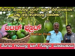 ತೆಂಗಿನ ನಡುವೆ ಬಟರ್ ಫ್ರೂಟ್ ಬೆಳೆಯಬಹುದೆ?|Can butterfruit grow between coconuts?|Butter fruit farming|