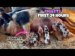 PIGLETS FIRST 24 HOURS! *CUTENESS OVERLOAD* KuneKune Pigs