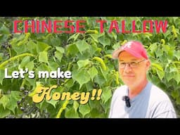 What Is Tallow and Why Do Bees and Beekeepers Love It?