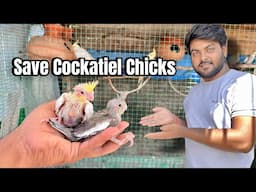 How to save your cockatiels chicks 🐣|Cockatiel breeding information |