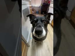 Dog Sad She Can’t Eat Cat Food #tacoma #washington #shorts