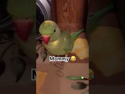 Just a typical day!! Lol #parrot #birds #pets #shorts #cuteanimals