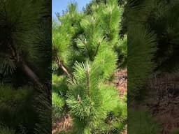 Pruning of Thunderhead Japanese Black Pine  #garden #gardeningismytherapy #gardening