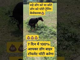 डॉग को पॉटी ट्रेंनिंगकैसे दे डॉग को बाहर पॉटी ट्रेंनिंगकैसे दे #shorts #amitalbinopets #dog #pets
