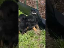 Eco-Warrior Pup: Turning Silt Fences into Fetch Projects!