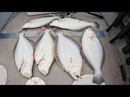 Summer Flounder (Fluke) Limit - Most Baitfish I've Seen in Years!