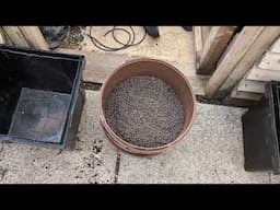 June 12, 2025 Planting Shop Bought Seed Spuds in Buckets