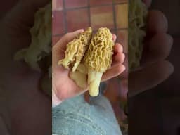 Picking and eating morels 😜 #mushroom #food #foodie #wildfood #wildfoodlove #foraging #foragedfood