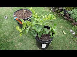 Air Layer Keiffer Lime - Buy One Tree and Get Two