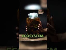 Shrimp Ecosystem Inside a Glass Jar!