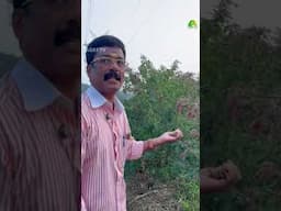 ഈ തുവര കൃഷി ചെയ്യാൻ ഇത്രയ്ക്കും സിമ്പിൾ ആയിരുന്നോ? #farmingtiips #agritips