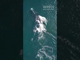 New right whale moms in Cape Cod Bay!