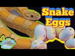 Our Cornsnakes are laying eggs!!!