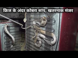 फ्रिज के पीछे बहुत बड़ा कोबरा सांप, बाल बाल बच गई जान | The cobra snake was hiding behind the fridge