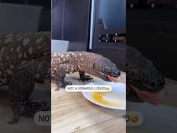 Meet my new venomous lizard #mexicanbeadedlizard #reptile #reptilesofyoutube