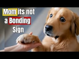 If Your Dog Puts Their Paw on You, THIS Is What They’re Telling You