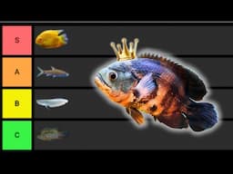 Ranking The BEST Monster Aquarium Fish