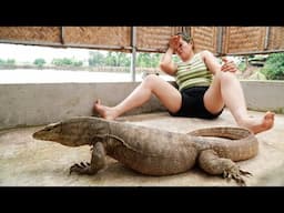 Harvesting Duck & Goes to Market Sell - Release the Dragon | Returning Dragons to the Wild!