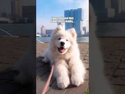 My dog is a fat babby 😅#dog #samoyed #fun #comedy #fatbabby