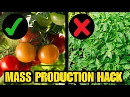 How To Force Your Tomatoes Into EXTREME Production || Complete Growing Guide