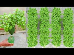 This Is How I Get Fresh Herbs Every Day – And Save a Ton of Money!